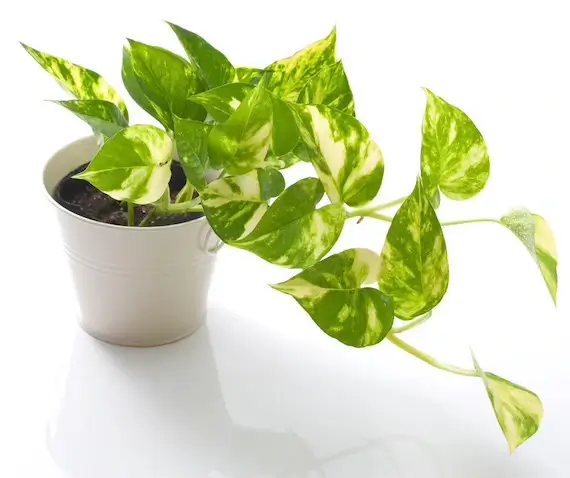 Pothos (Epipremnum aureum)